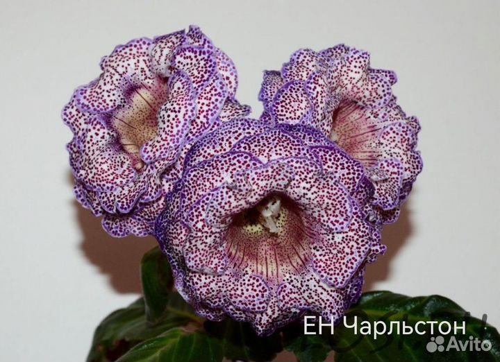 Глоксиния детки