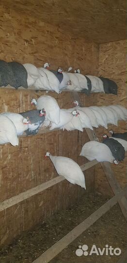 Яйцо цесарки инкубационное