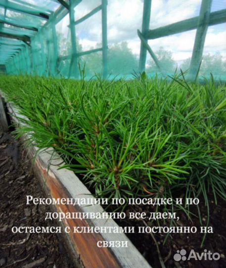 Саженцы хвойных растений