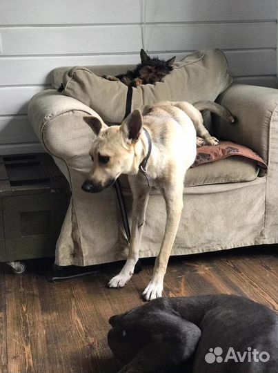 Ищет дом великолепный пёсик Валли