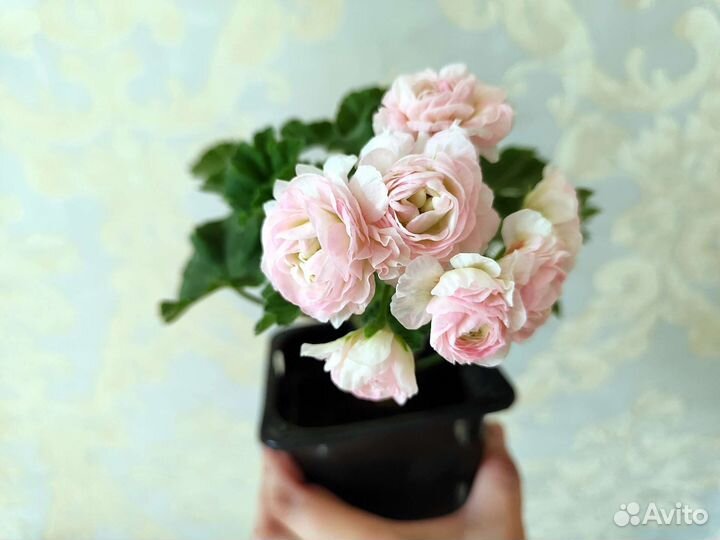 Пеларгония герань сортовая