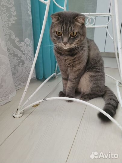 Скоттиш фолд