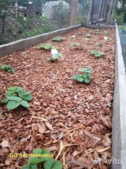 Мульча кора лиственницы