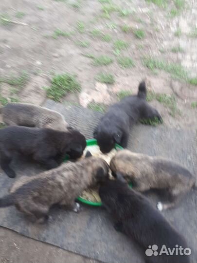 Щенки от чау