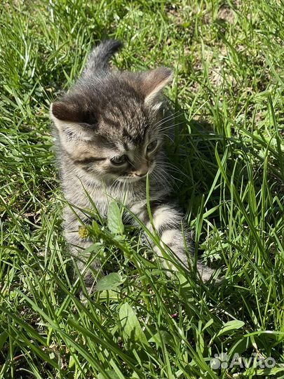 Котят в добрые руки