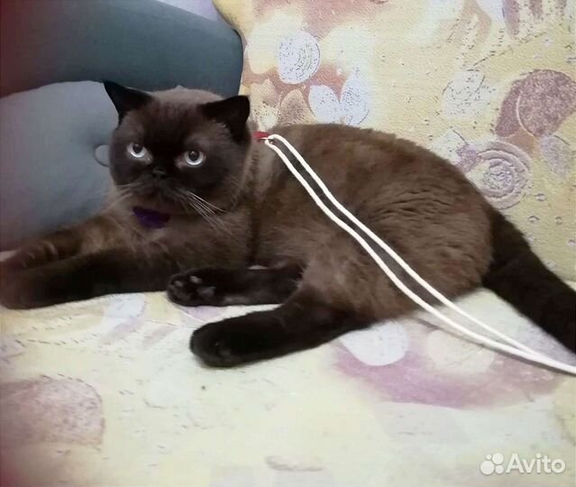 Кот в добрые руки