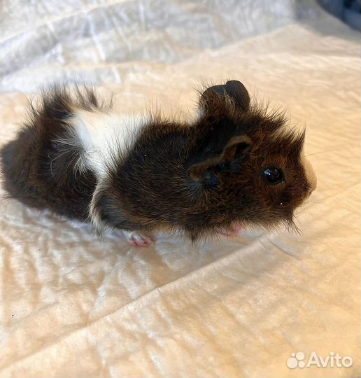 Морские свинки малыши