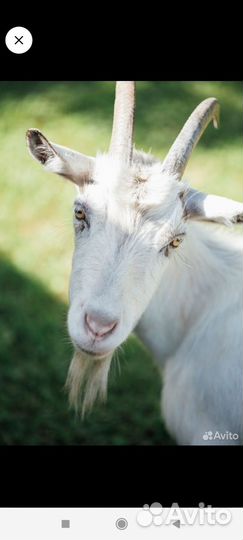 Козочка чешская