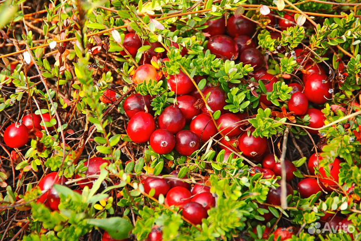 Клюква свежая