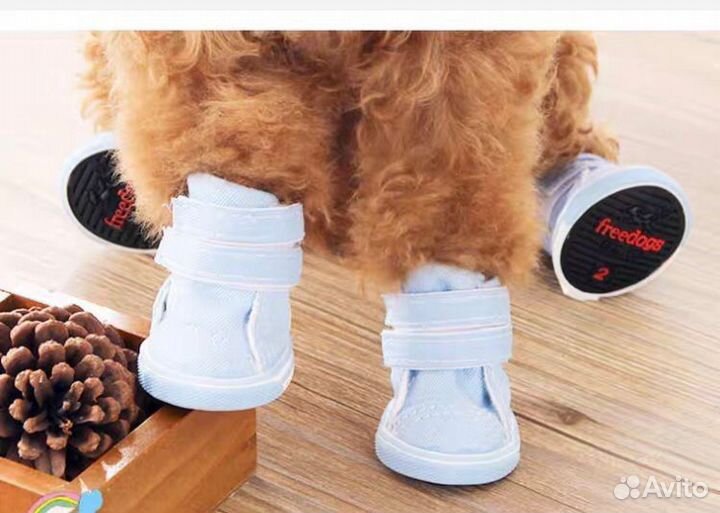 Одежда и обувь для собак