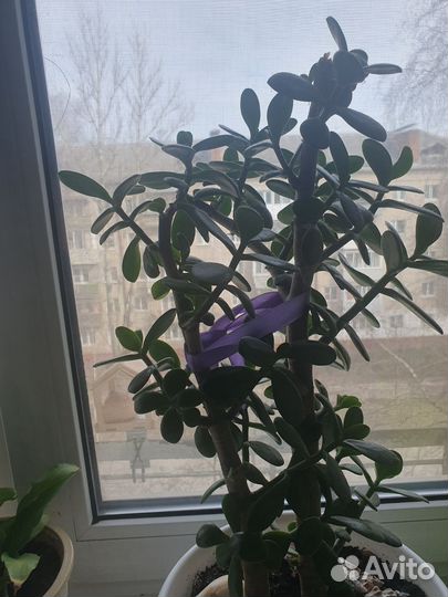 Денежное дерево толстянка