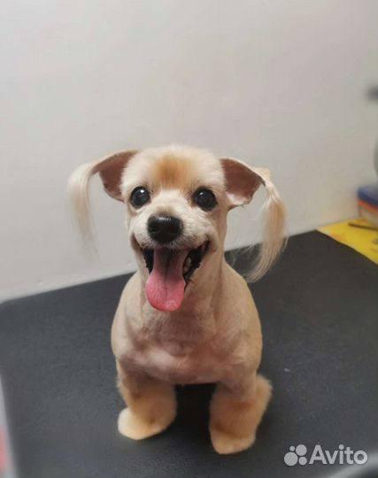 Зоосалон: стрижка животных. груминг животных