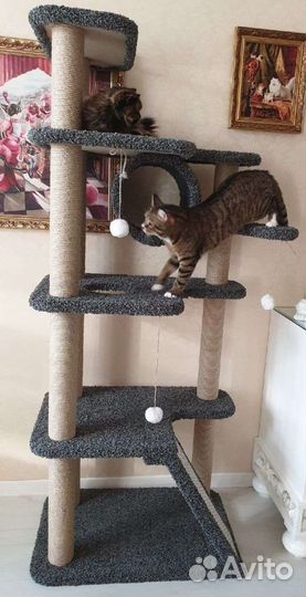 Когтеточка, домики котенка, кошка