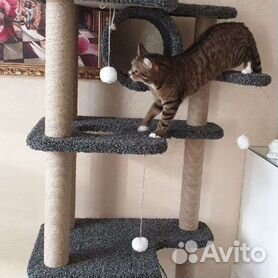 Житель Долгопрудного построил два дома для уличных кошек - Российская газета