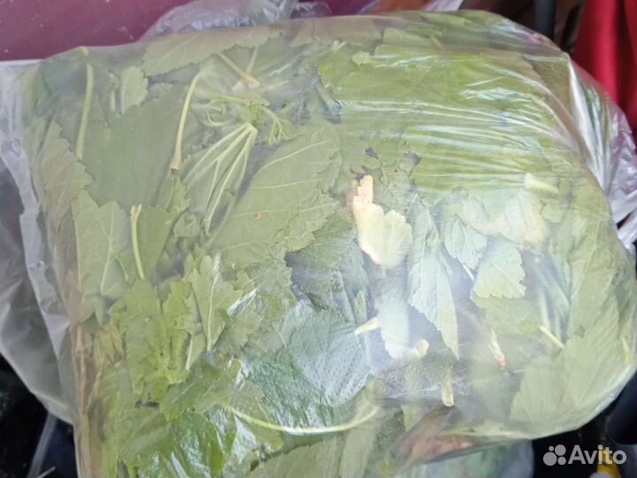 Лист смородины, малины, вишни, ежевика