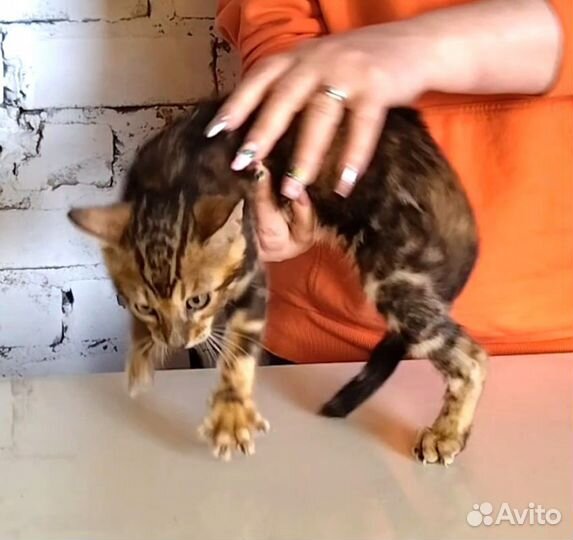 Бенгальский котик 3,5 мес