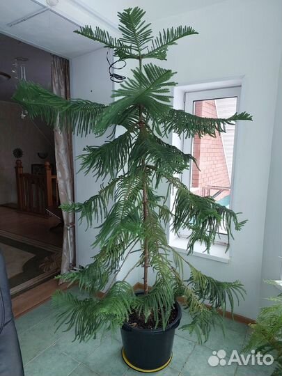 Араукария королевская 2м 10см