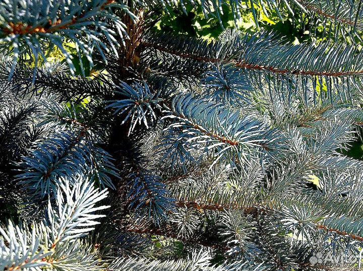 Голубая ель с доставкой