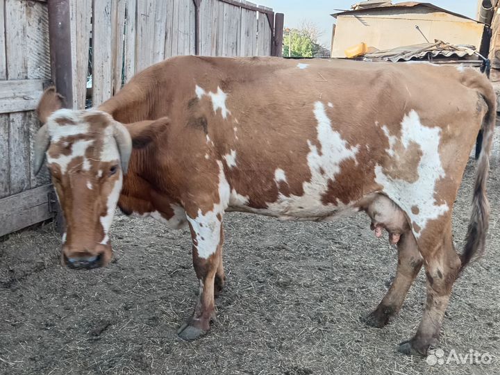 Коровы с телятами