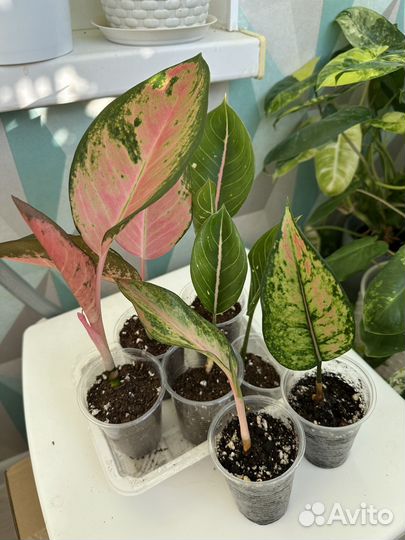 Аглаонема детки