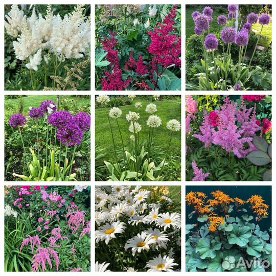 Многолетники садовые