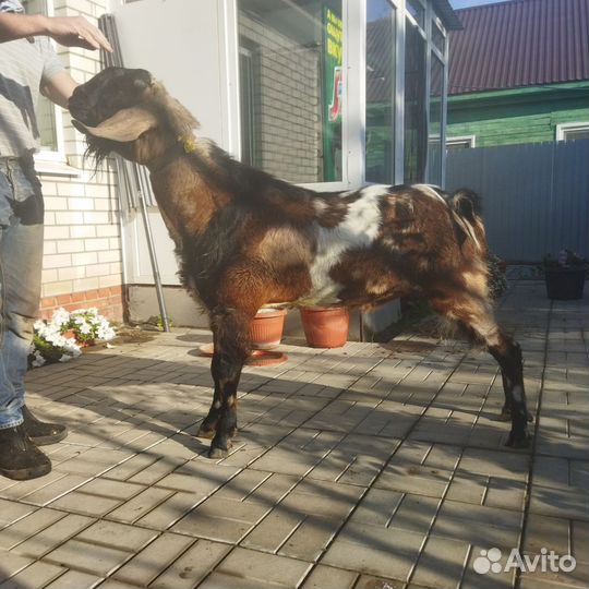 Козы и козёл нубийские