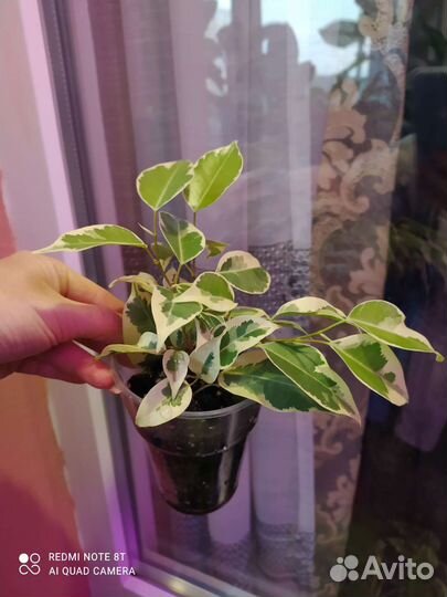Фикус бенджамина