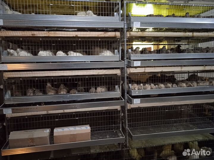 Перепела, И/Я