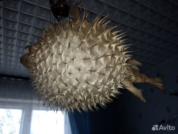 Рыба-еж (фугу)