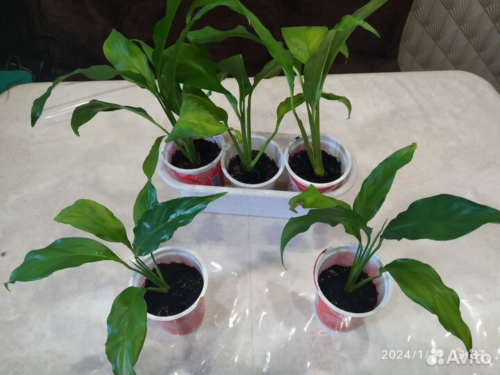 Спацифилум, спатифиллум, цветок