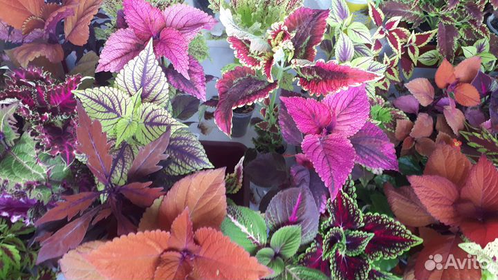 Колеусы вегетативные - самые красивые сорта