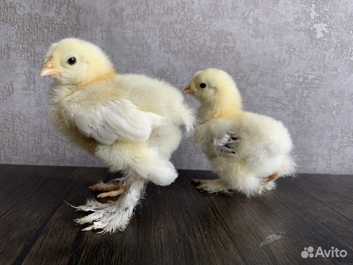 Цыплята суточные брама