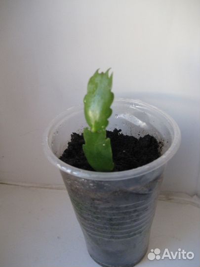 Зигокактус