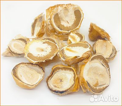 Гриб веселка