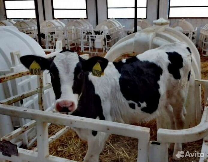 Телята бычки