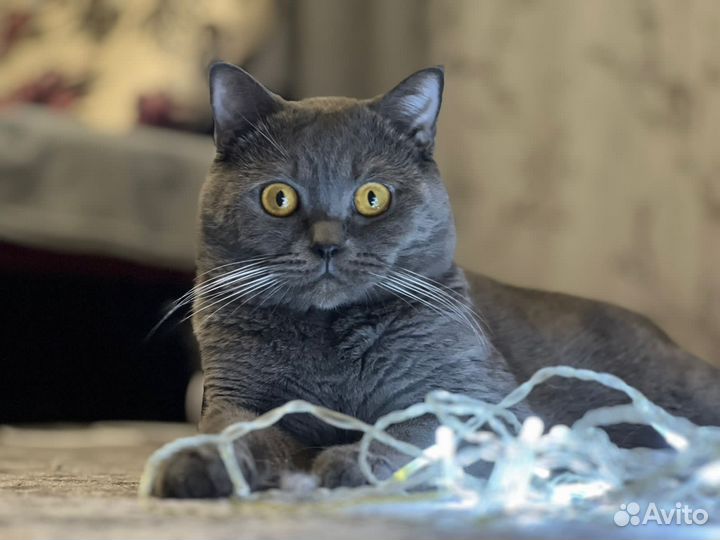 Вязка с шотландским котом случка