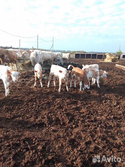 Бычки,телята
