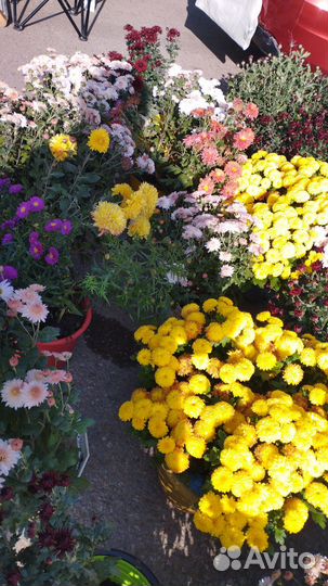 Хризантемы зимующие