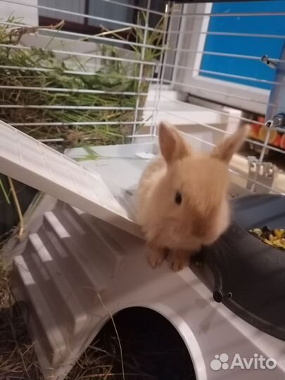 Декоративные кролики