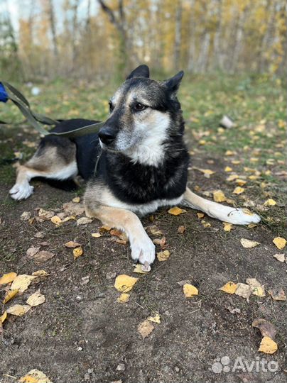 Робкая собака трусишка