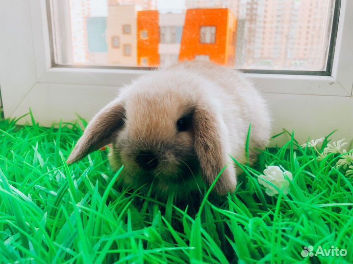 Карликовый кролик - вислоухий баран
