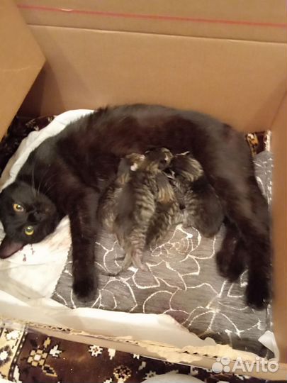 Котята от папы Мейн Куна