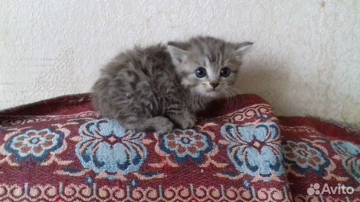 Отдам котёнка