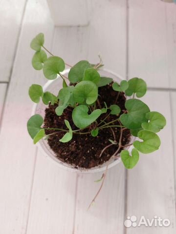 Рассада ипомеи батат, колеусов