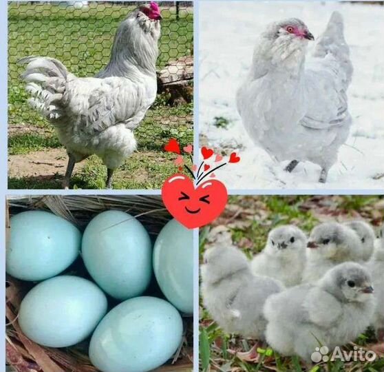 Амеарукано