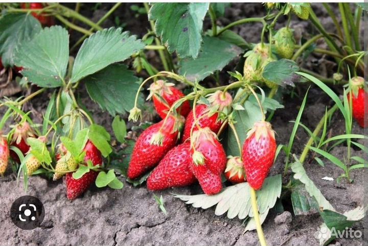 Рассада клубника Нью Айленд