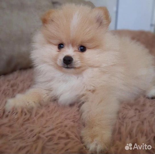 Вязка. Шпиц - лисёнок кабель