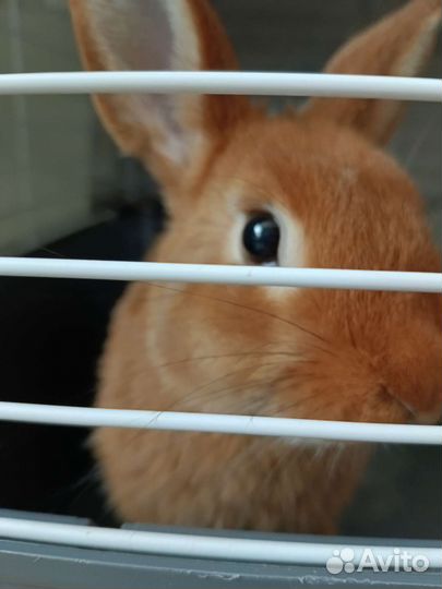 Кролик с клеткой
