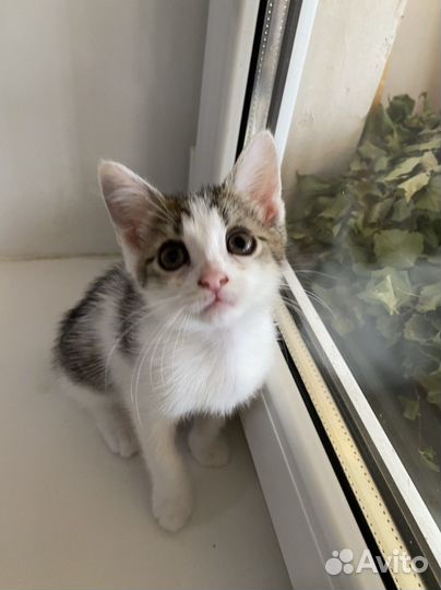 Кошка бесплатно