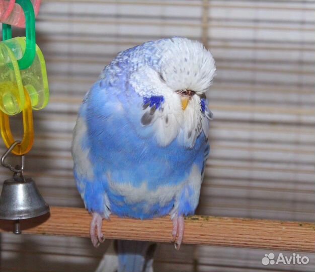 Волнистый попугай, получех, ввп чех